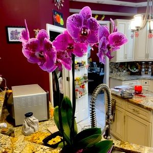 Meet your Posher, Carla